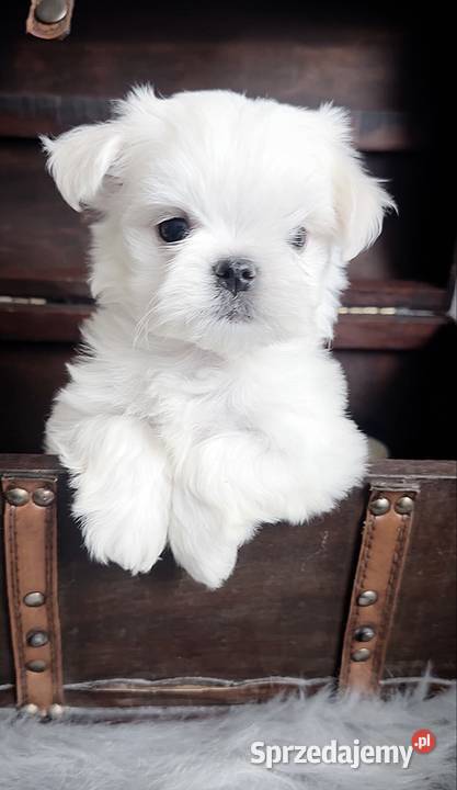 Maltańczyk suczka FCI Warszawa sprzedam