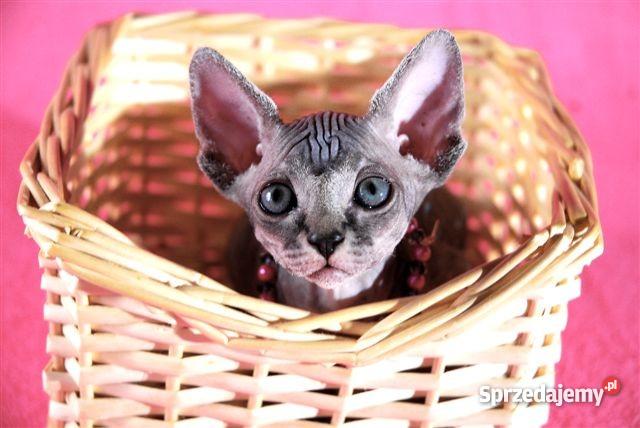 Sfinks SPH Sphynx Cattery DeTrojanS Warszawa Warszawa