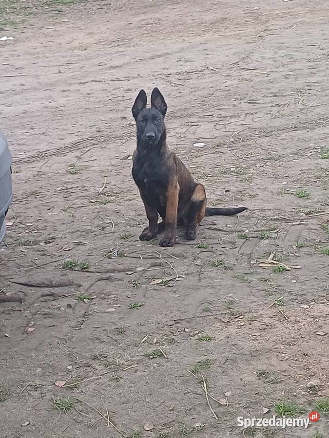 Owczarek Belgijski Zambrów sprzedam