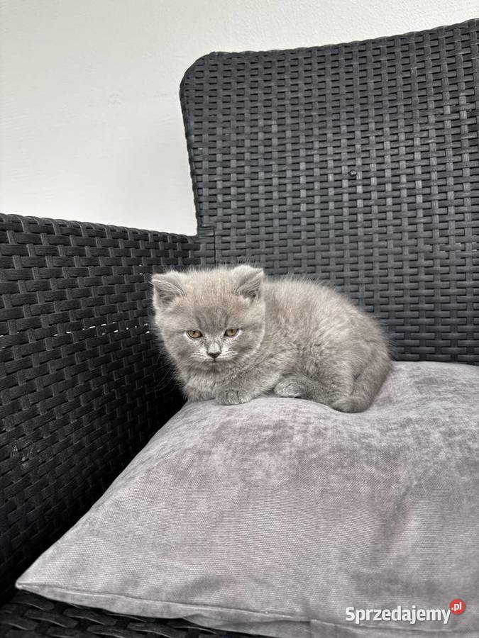 Koty brytyjskie Pozostałe podkarpackie Łubno sprzedam