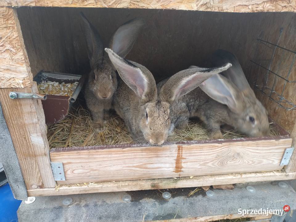 Samiczki olbrzym belgijski Turzno