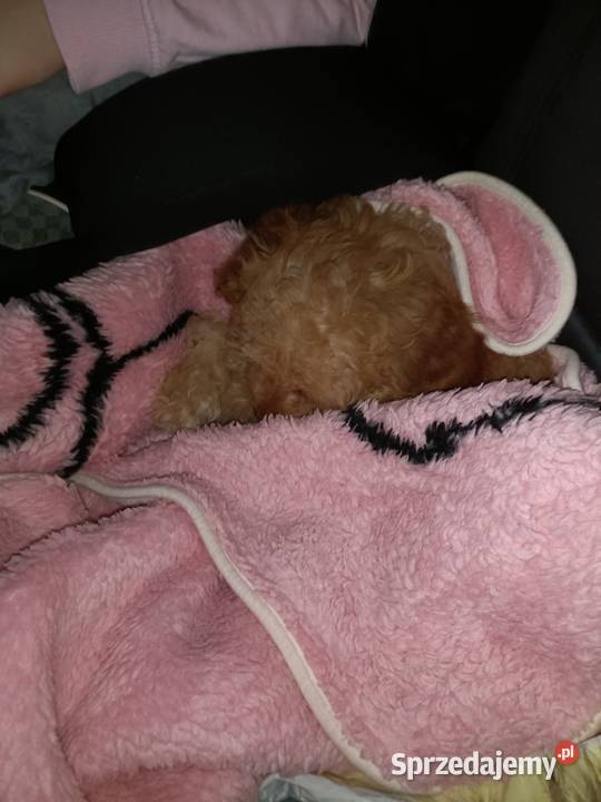 Sunia Cavapoo Lubliniec