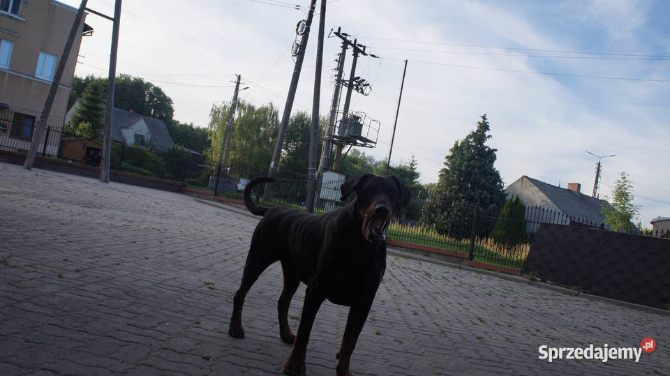 szczeniaki doberman Bydgoszcz