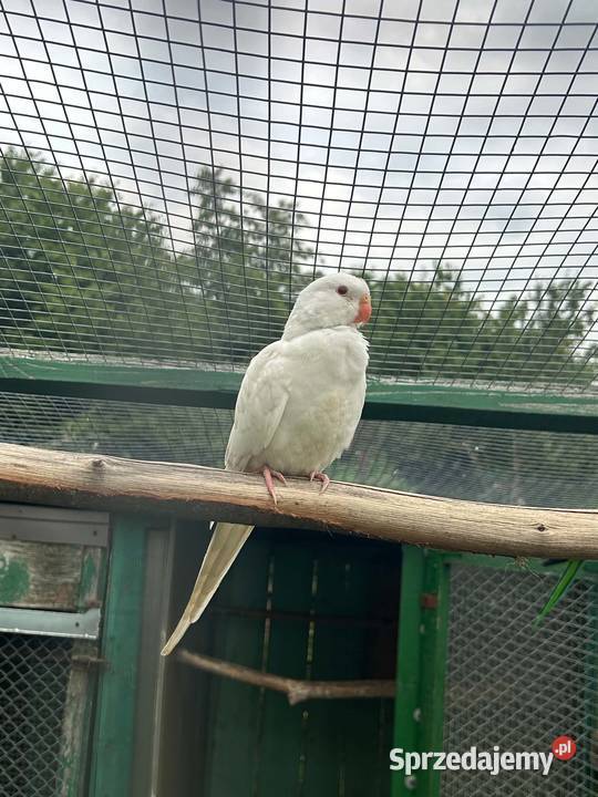 Księżniczki walii albino Skała sprzedam
