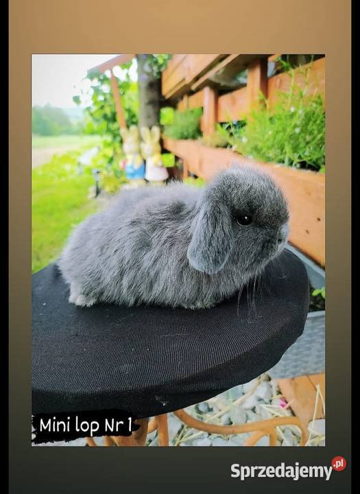 Mini lop karzełek Teddy lewek mini rex króliki Gryzonie Krosno sprzedam