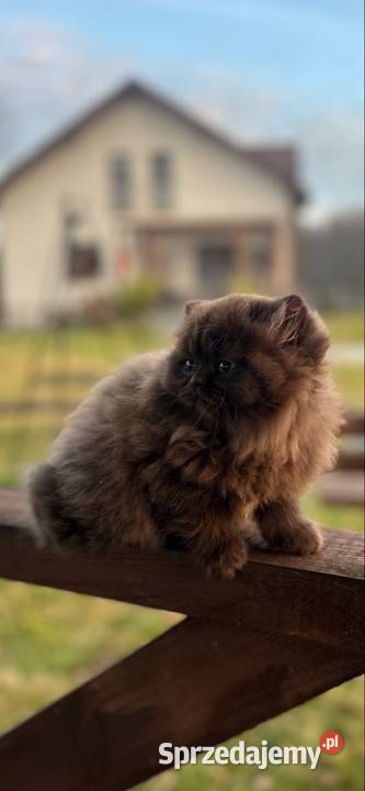 Kocur Brytyjski czekolada Rodowód WCF Mińsk Mazowiecki