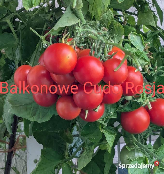 Warzywa Dynia bezłupinowa Cukinia zimowa nasiona Kraków