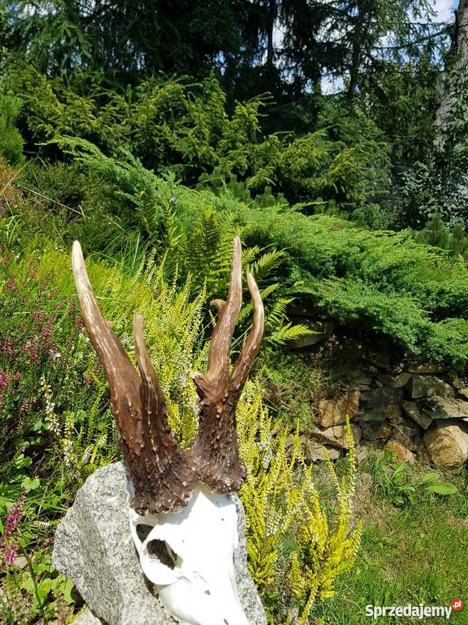 Kopie parostków KRZYSTKOWICE CIC 20147 Pozostałe Orzesze