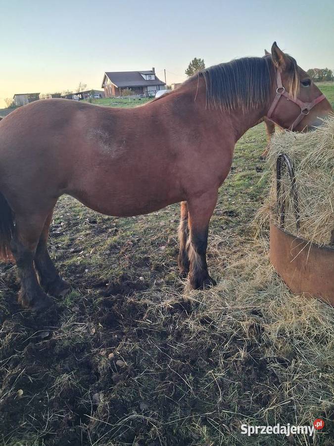 Sprzedam klacz pkz źrebna Węgój