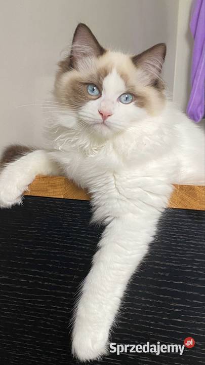 Kocurek Ragdoll FPL Białystok
