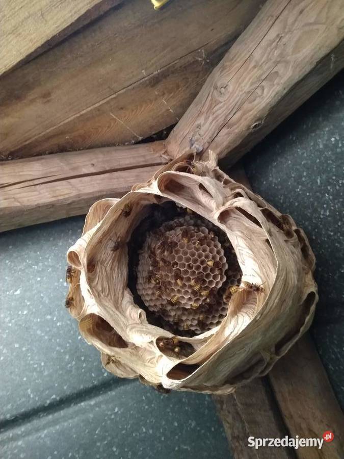Usuwanie likwidacja szerszeni os i pszczół