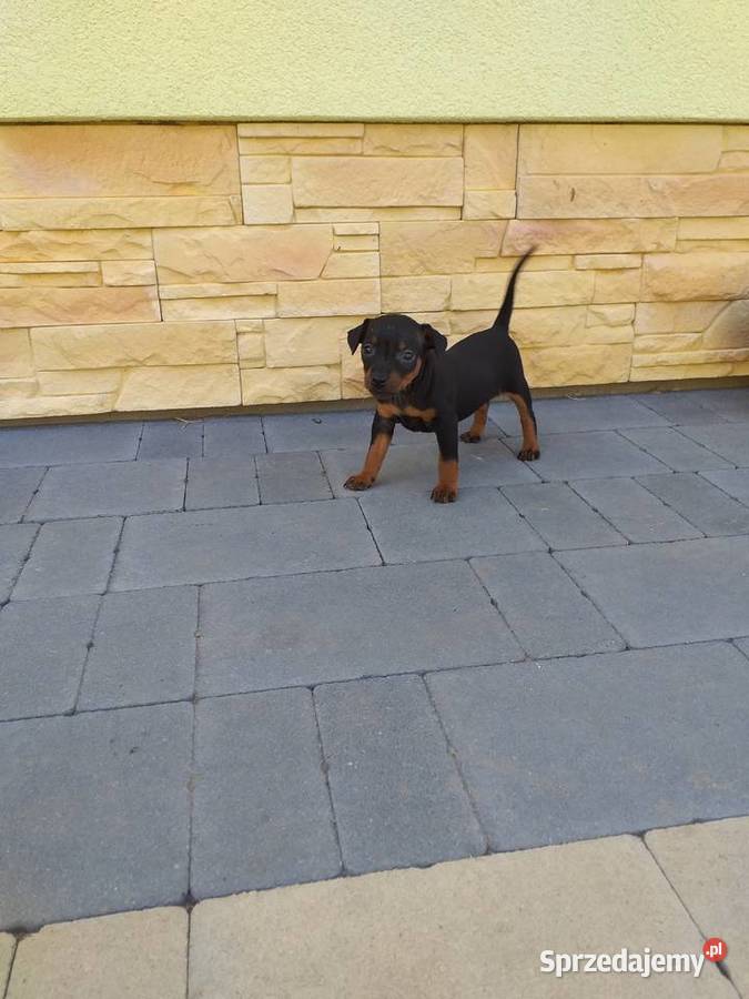 Pinczer miniaturowy Zwierzęta Przecław sprzedam
