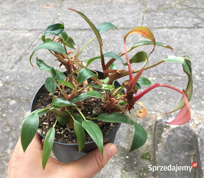 Filodendron Philodendron pincushion miniatura do małopolskie Kraków