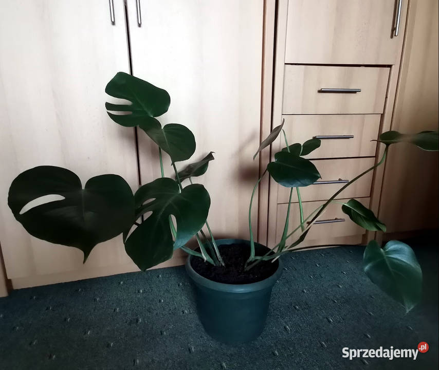 Monstera dziurawa Lublin sprzedam