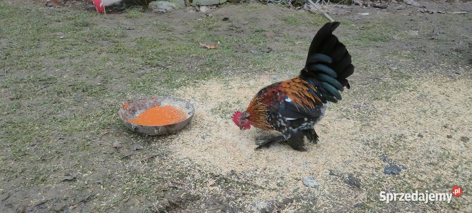 Kury liliputy Tokarówka