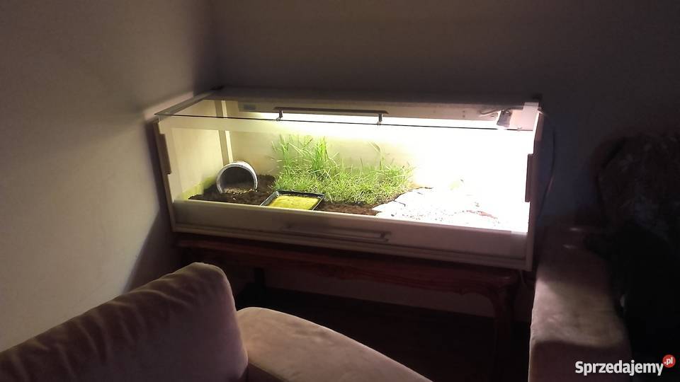 Żółw lądowy śródziemnomorski mauretański Kędzierzyn-Koźle