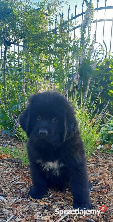 Szczeniaki Nowofundland Wodołaz ZKWP FCI Zwierzęta sprzedam