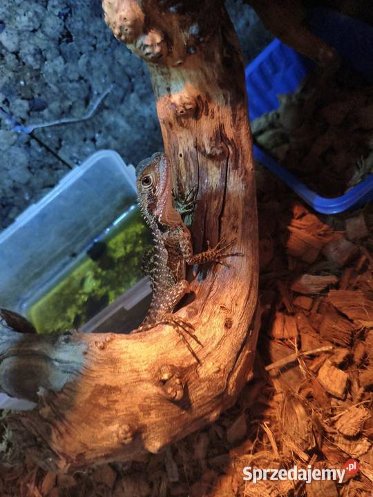 Wodnoagamy australijskie Gady i płazy Gliwice