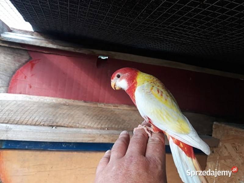 Nimfy i inne papugi Działdowo