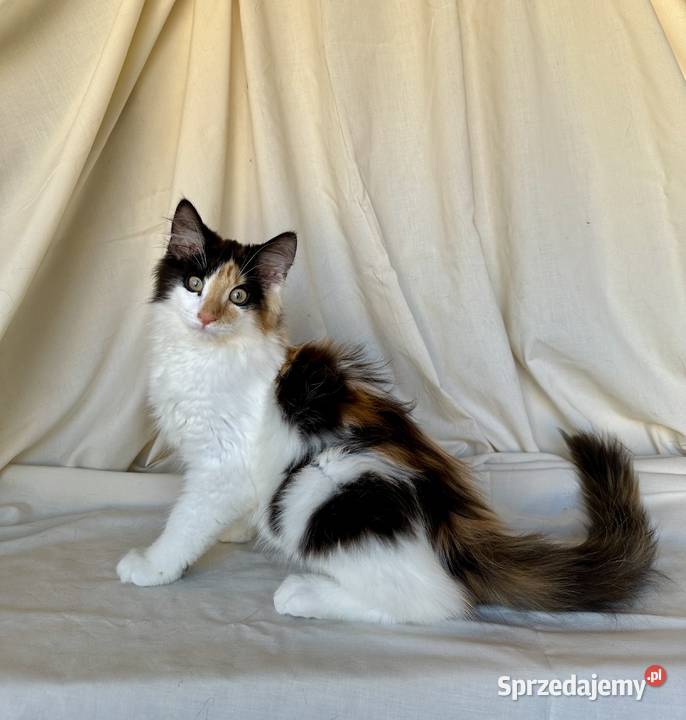 Norweskie kocięta Leśne Norweski Ostrołęka sprzedam