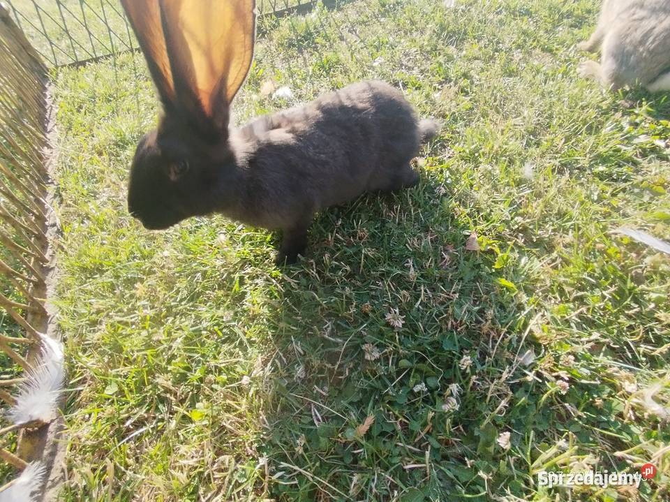 Króliki belgijskie z baranem 3 miesiące kujawsko-pomorskie Szubin sprzedam