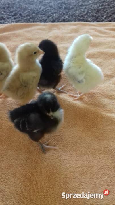 Sprzedam drub Krasnopol