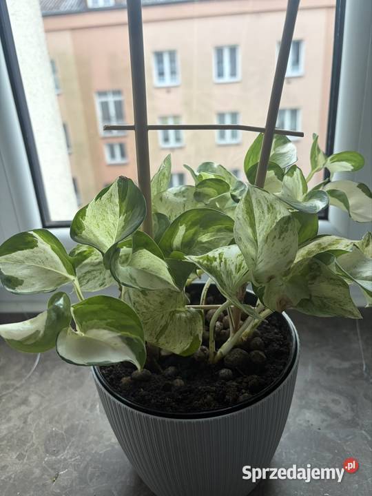 Epipremnum happy leaf roślina doniczkowa Starachowice