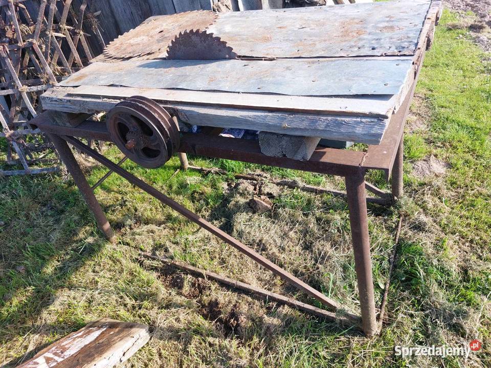 cyrkolatka pila duża Wojsławice