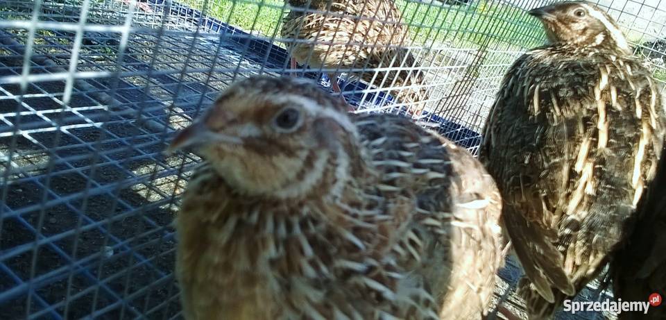 Przepiórka japońska przepiórki japońskie młode łódzkie Wola Krzysztoporska sprzedam