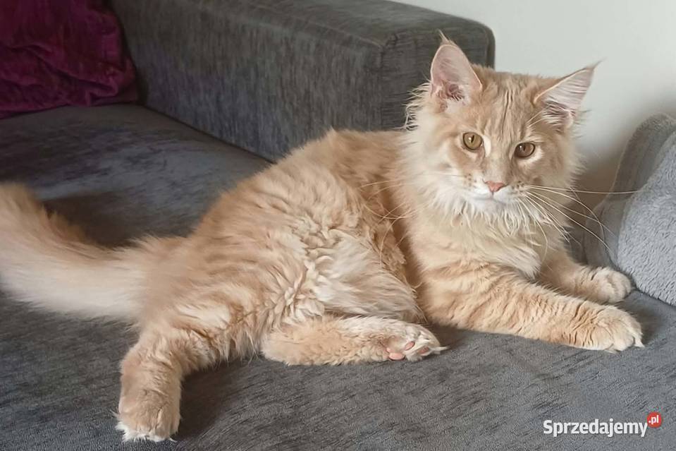 Kocurek Maine coon Kowalewo Pomorskie