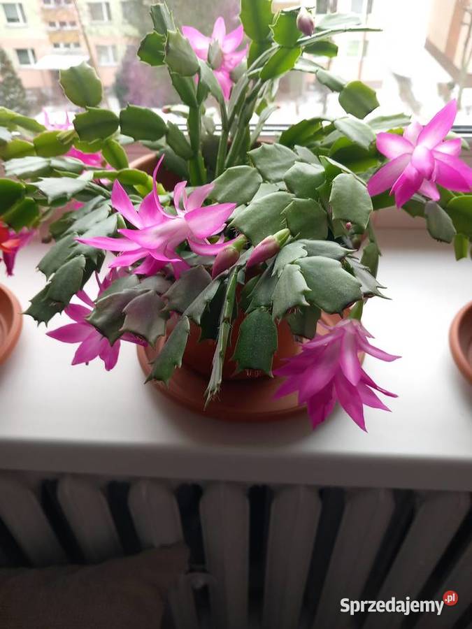 Grudnik roślina wieloletnia kwitnąca 1 inny kolor Sosnowiec