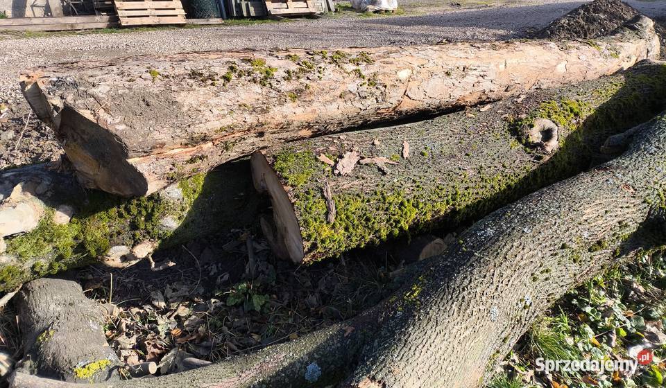 Sprzedam jesion klon w kłodach świętokrzyskie