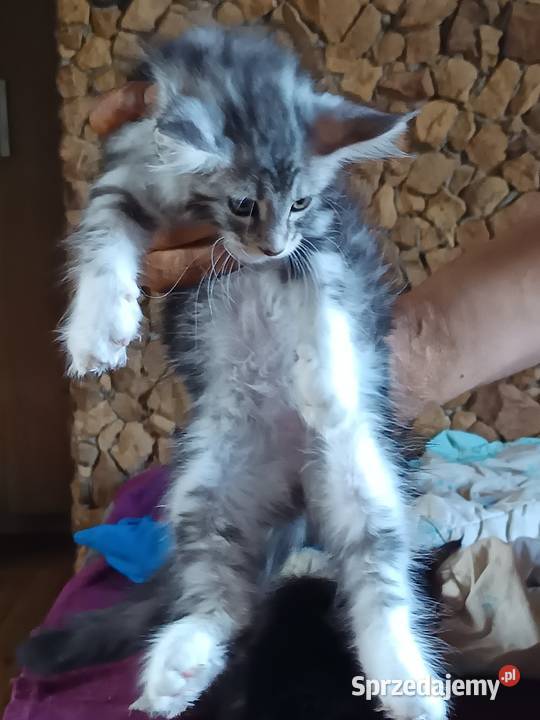 Przepiękne kocięta Maine coon do rezerwacji świętokrzyskie Ostrowiec Świętokrzyski