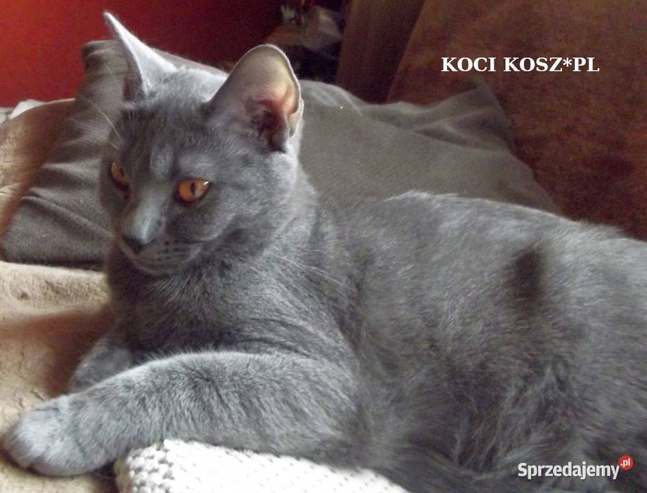 Koty KartuskieChartreux amatorska hodowla KOCI mazowieckie Warszawa