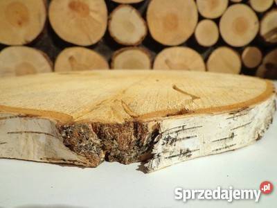 Okazja plastry drewna brzoza 1824 Szlifowane odcienie brązowego