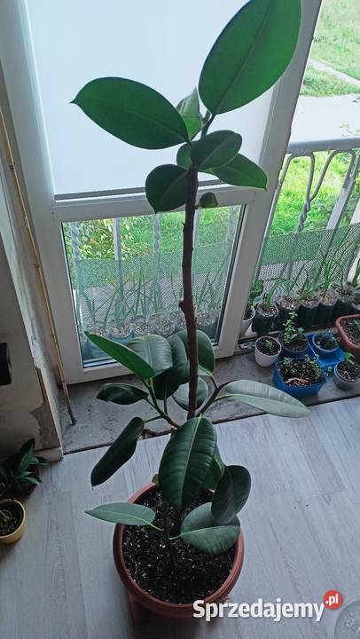 Fikus Ficus Elastica Łódź