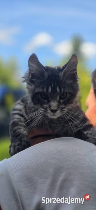 Maine Coon kocięta Wschowa