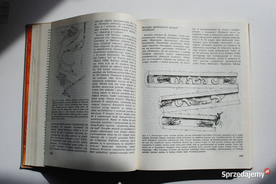 Społeczeństwa owadów Wilson