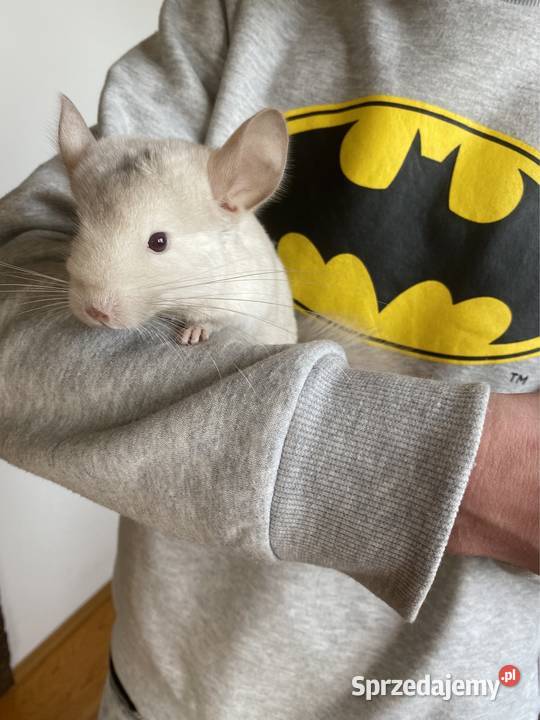 Szynszyla szynszyl szynszyle samczyk light tan świętokrzyskie Starachowice