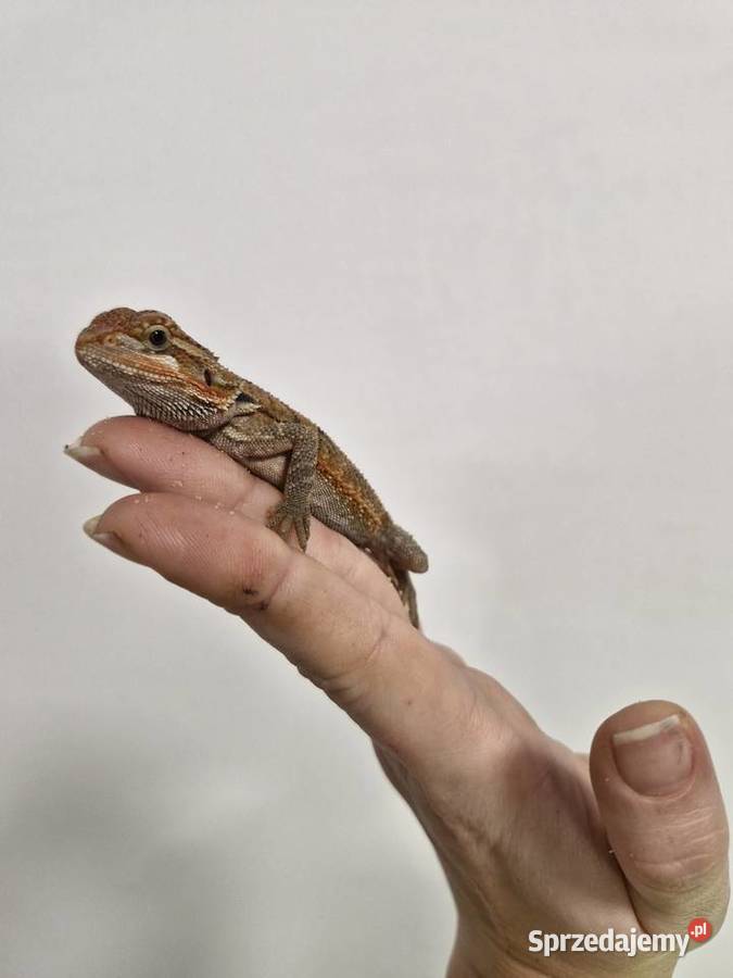 Agama Brodata rożne odmiany barwne w roznym sprzedam