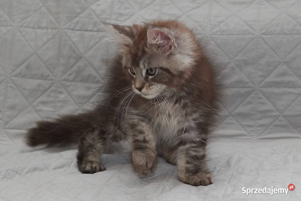 Maine Coon czarny srebrzysty kocurek Igo Słupno