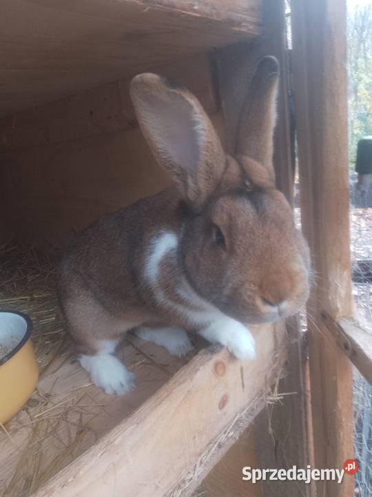 Króliki mieszańce Bytom
