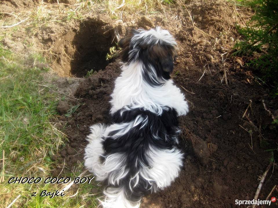 York Urwis rodowodowy Kolorowy Unikatowy Biewer Namysłów sprzedam