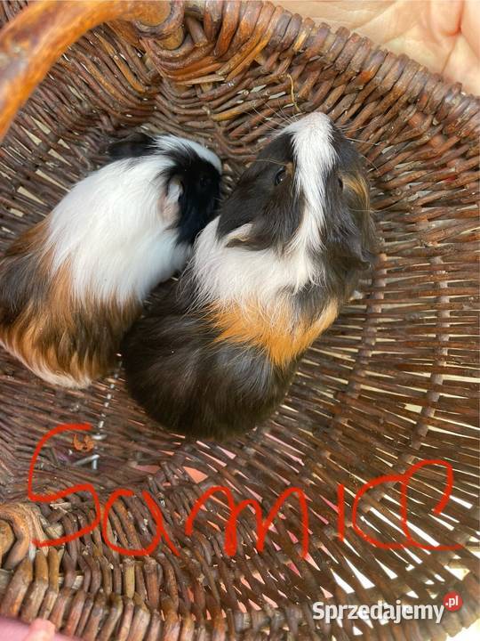 Świnki morskie wielkopolskie