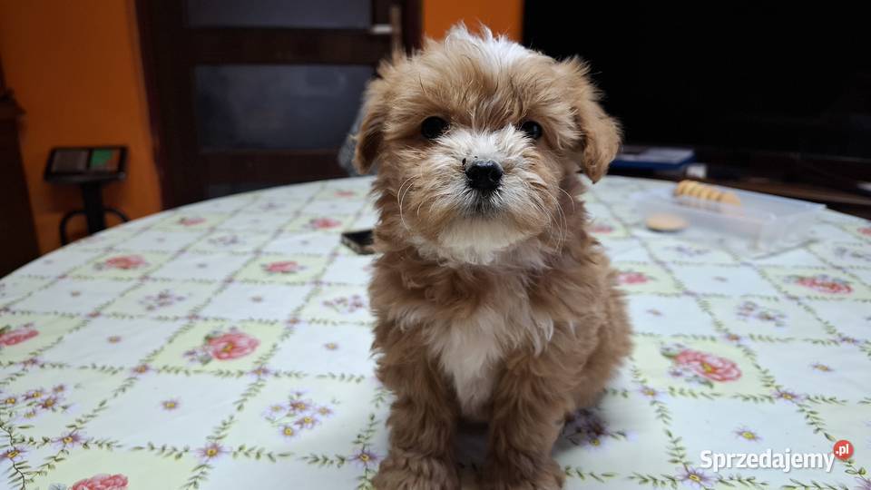 Maltipoo z metryką Pozostałe Ełk