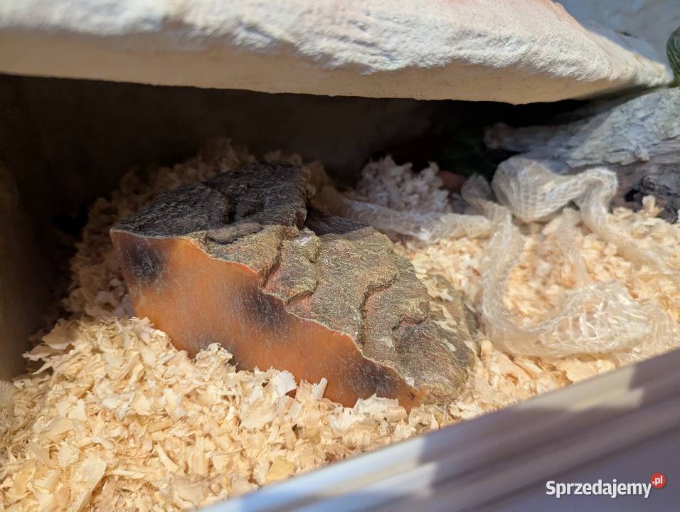Wąż zbożowy z terrarium