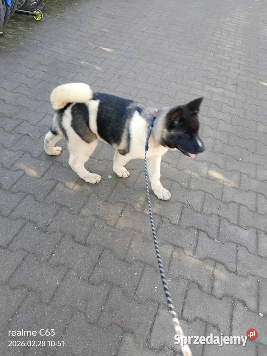 American Akita Dziewczynka Bielawa