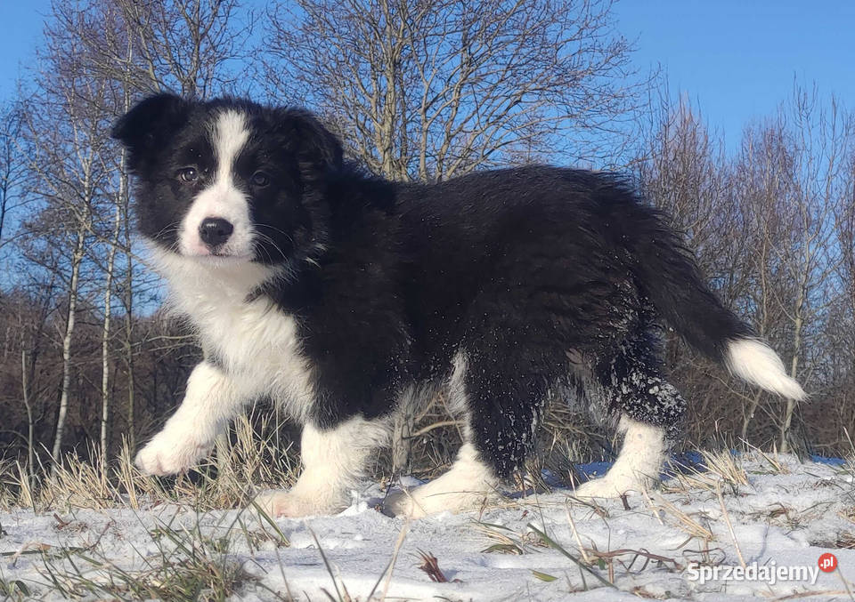 Rasowa Suczka BORDER COLLIE z Hodowli Szczenię z Kraków
