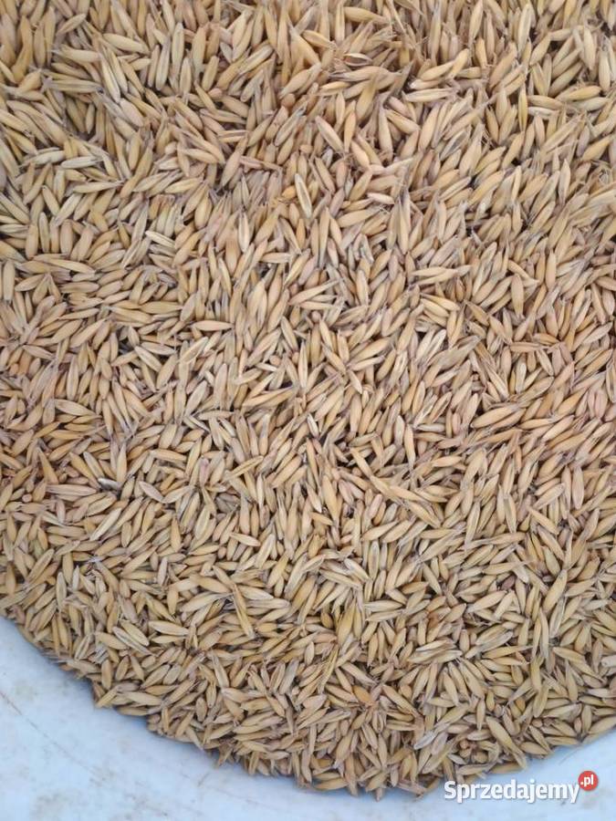 Sprzedam owies z ubiegłych żniw łódzkie Dęba