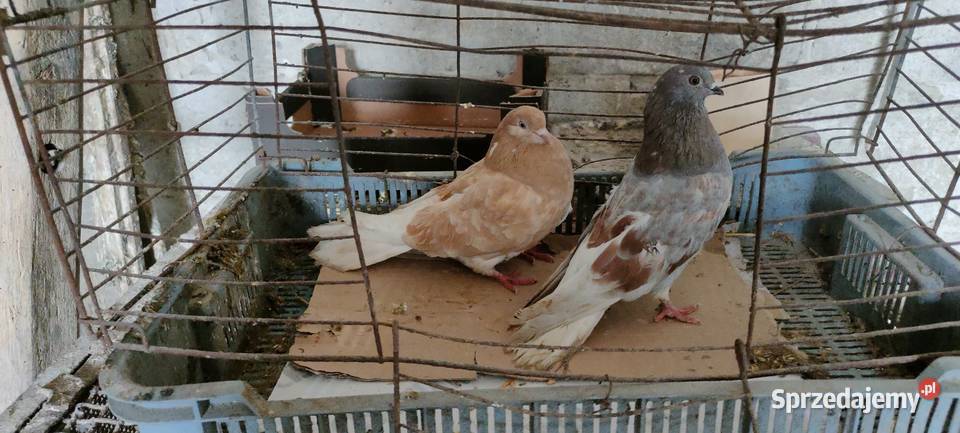 Sprzedam orliki lubelskie Ptaki lubelskie sprzedam